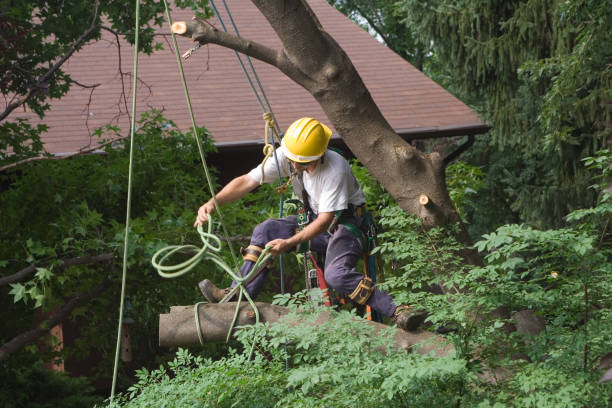 Reliable Bridgeville, DE Tree Care Solutions